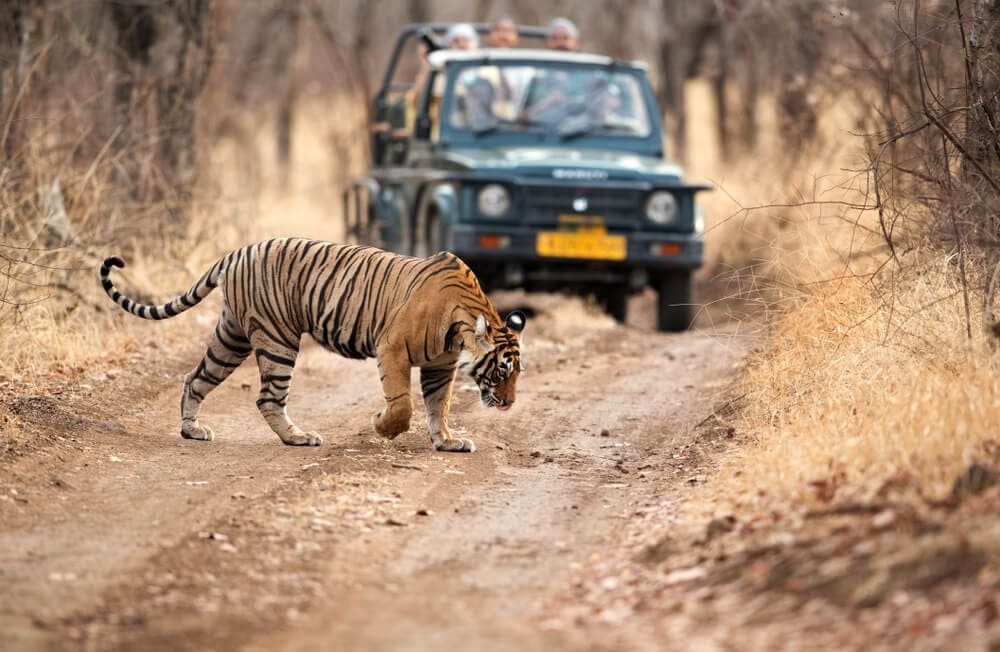 Golden Triangle with Ranthambore Tiger Safari